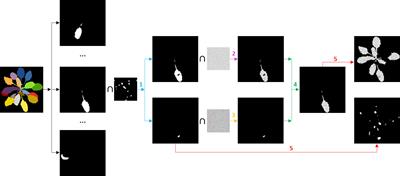 Plant disease symptom segmentation in chlorophyll fluorescence imaging with a synthetic dataset